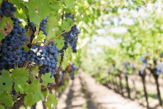 風味獨特的微醺 _ 在於多變的氣候和風土 _ 略談法國葡萄酒的產區